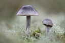 BUITEN BEELD Foto: 215561