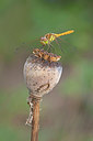 BUITEN BEELD Foto: 215754