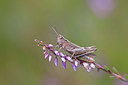 BUITEN BEELD Foto: 215756
