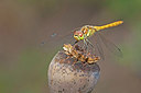 BUITEN BEELD Foto: 215774