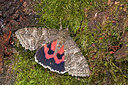 BUITEN BEELD Foto: 215779