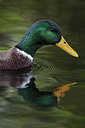 BUITEN BEELD Foto: 215785
