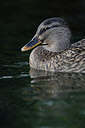 BUITEN BEELD Foto: 215786