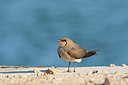 BUITEN BEELD Foto: 215810