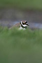 BUITEN BEELD Foto: 215815