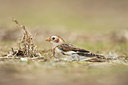 BUITEN BEELD Foto: 215854
