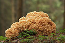 BUITEN BEELD Foto: 215867