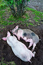 BUITEN BEELD Foto: 215912