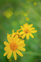 BUITEN BEELD Foto: 215959