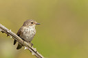 BUITEN BEELD Foto: 215987