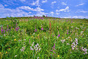 BUITEN BEELD Foto: 216009