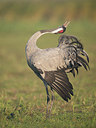 BUITEN BEELD Foto: 216022