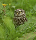BUITEN BEELD Foto: 216043