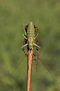BUITEN BEELD Foto: 216046
