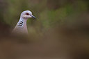 BUITEN BEELD Foto: 216056
