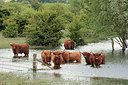 BUITEN BEELD Foto: 216106