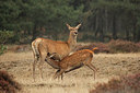 BUITEN BEELD Foto: 216137