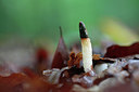 BUITEN BEELD Foto: 216144