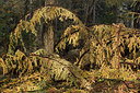 BUITEN BEELD Foto: 216185