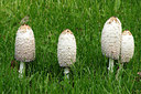 BUITEN BEELD Foto: 216341