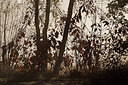 BUITEN BEELD Foto: 216403