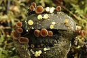 BUITEN BEELD Foto: 216539