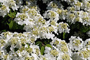 BUITEN BEELD Foto: 216547