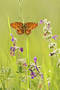 BUITEN BEELD Foto: 216651