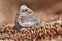 BUITEN BEELD Foto: 216653