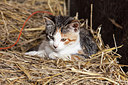 BUITEN BEELD Foto: 216766