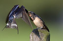 BUITEN BEELD Foto: 216816