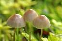BUITEN BEELD Foto: 216824