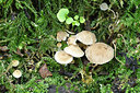 BUITEN BEELD Foto: 216830