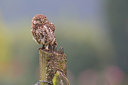 BUITEN BEELD Foto: 216855