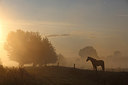 BUITEN BEELD Foto: 216872