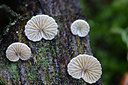 BUITEN BEELD Foto: 216892