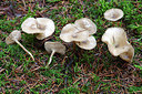 BUITEN BEELD Foto: 216898