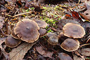 BUITEN BEELD Foto: 216901