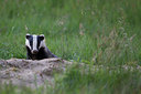 BUITEN BEELD Foto: 216920