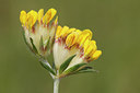 BUITEN BEELD Foto: 217033