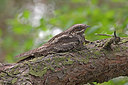 BUITEN BEELD Foto: 217037