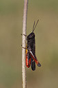 BUITEN BEELD Foto: 217077