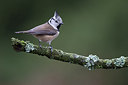 BUITEN BEELD Foto: 217085