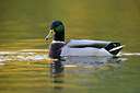 BUITEN BEELD Foto: 217088