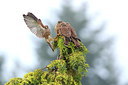 BUITEN BEELD Foto: 217121