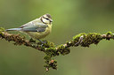 BUITEN BEELD Foto: 217210