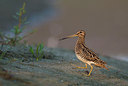 BUITEN BEELD Foto: 217213