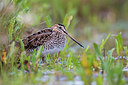 BUITEN BEELD Foto: 217216
