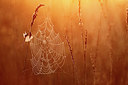 BUITEN BEELD Foto: 217224