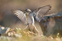 BUITEN BEELD Foto: 217229